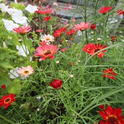 8309C98C-B1C7-49A4-88C5-FF2B757B8C89